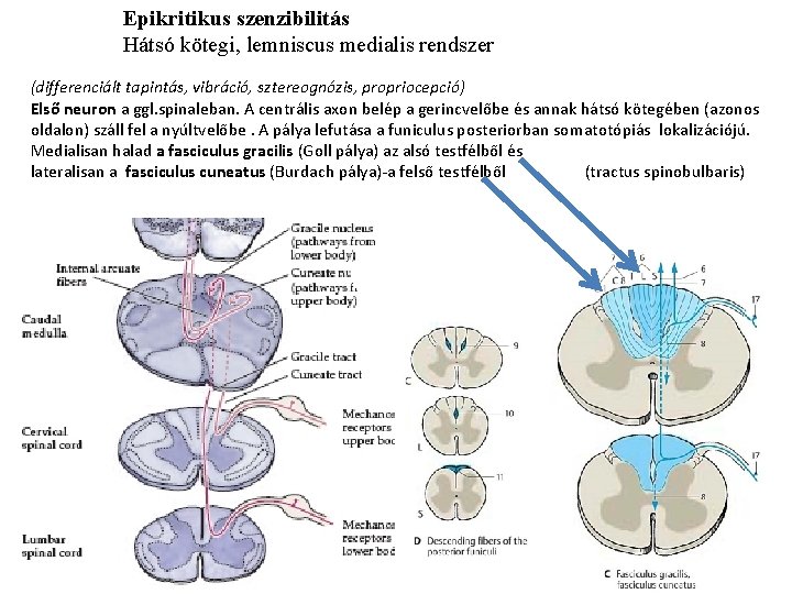 Epikritikus szenzibilitás Hátsó kötegi, lemniscus medialis rendszer (differenciált tapintás, vibráció, sztereognózis, propriocepció) Első neuron