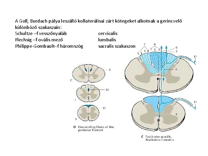 A Goll, Burdach pálya leszálló kollaterálisai zárt kötegeket alkotnak a gerincvelő különböző szakaszain: Schultze