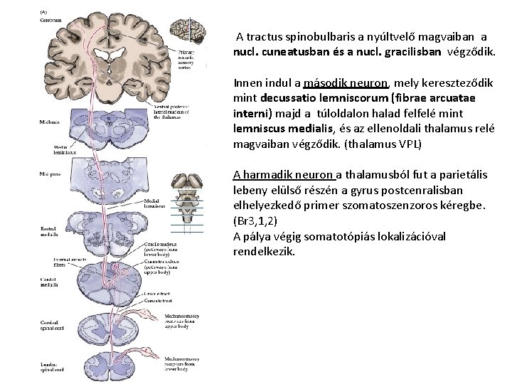 A tractus spinobulbaris a nyúltvelő magvaiban a nucl. cuneatusban és a nucl. gracilisban végződik.