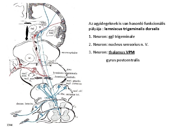 Az agyidegeknek is van hasonló funkcionális pályája : lemniscus trigeminalis dorsalis 1. Neuron: ggl
