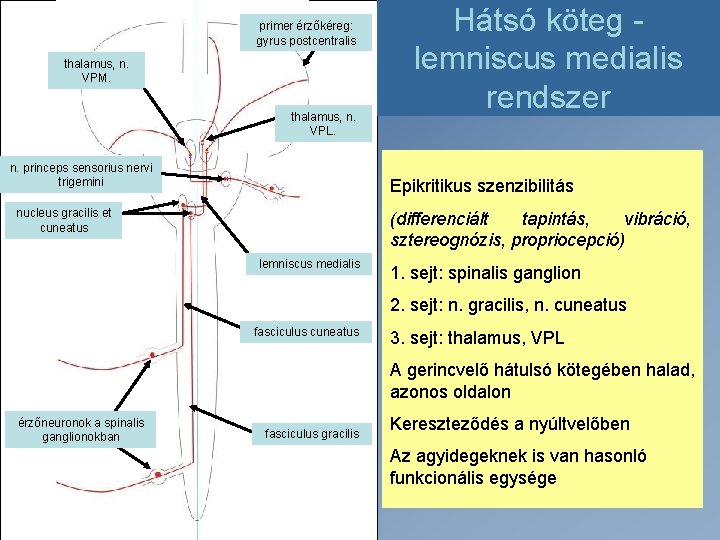 primer érzőkéreg: gyrus postcentralis thalamus, n. VPM. thalamus, n. VPL. n. princeps sensorius nervi