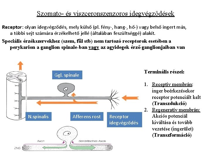 Szomato- és viszceronszenzoros idegvégződések Receptor: olyan idegvégződés, mely külső (pl. fény-, hang-, hő-) vagy