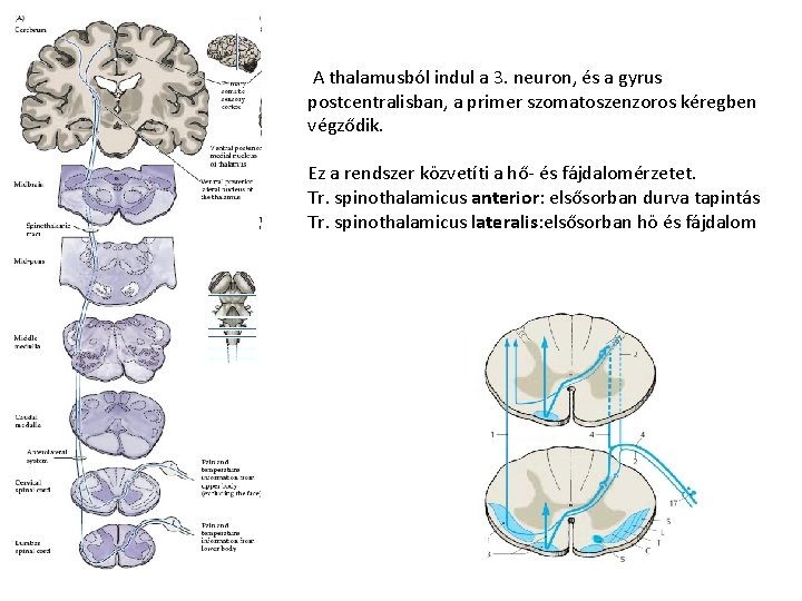 A thalamusból indul a 3. neuron, és a gyrus postcentralisban, a primer szomatoszenzoros kéregben