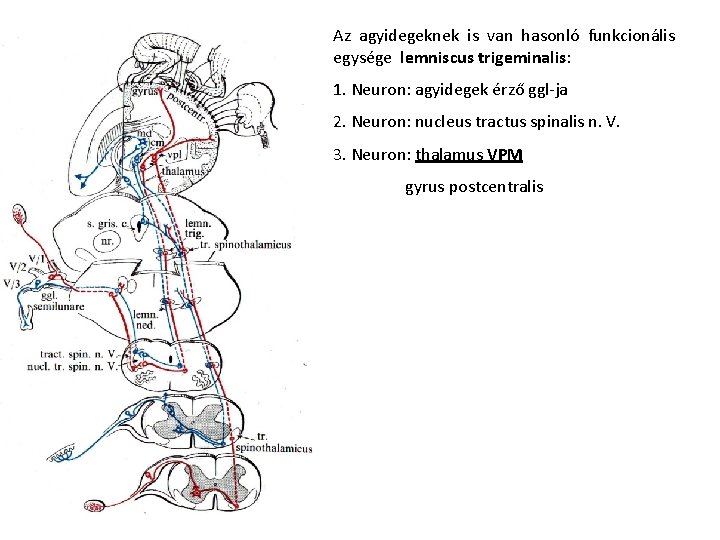 Az agyidegeknek is van hasonló funkcionális egysége lemniscus trigeminalis: 1. Neuron: agyidegek érző ggl-ja