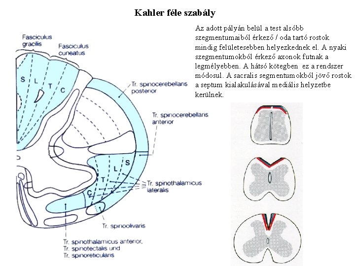 Kahler féle szabály Az adott pályán belül a test alsóbb szegmentumaiból érkező / oda