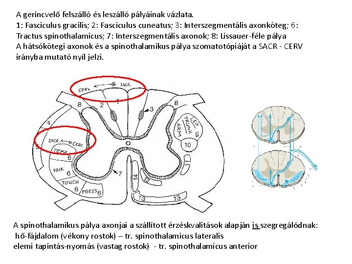 A gerincvelő felszálló és leszálló pályáinak vázlata. 1: Fasciculus gracilis; 2: Fasciculus cuneatus; 3: