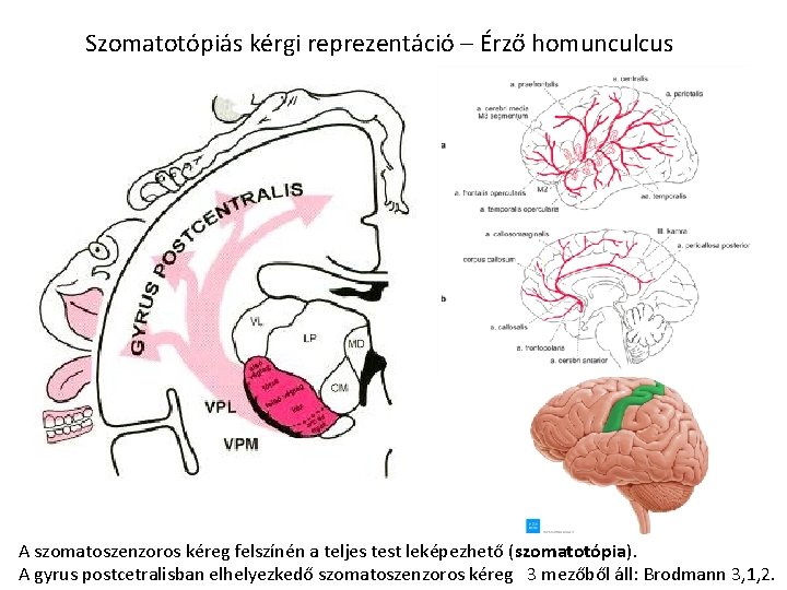 Szomatotópiás kérgi reprezentáció – Érző homunculcus A szomatoszenzoros kéreg felszínén a teljes test leképezhető