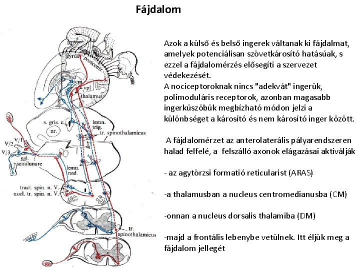 Fájdalom Azok a külső és belső ingerek váltanak ki fájdalmat, amelyek potenciálisan szövetkárosító hatásúak,