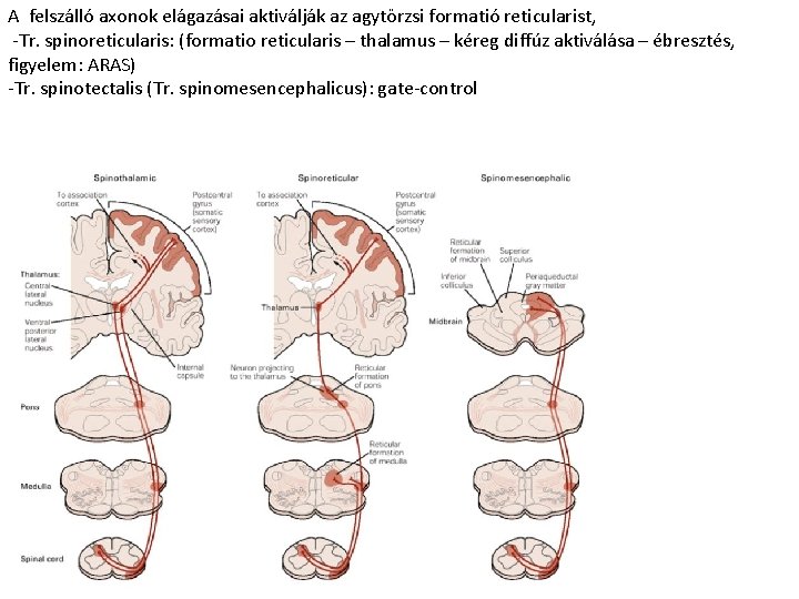 A felszálló axonok elágazásai aktiválják az agytörzsi formatió reticularist, -Tr. spinoreticularis: (formatio reticularis –