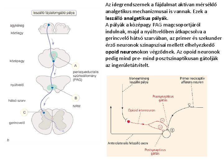 Az idegrendszernek a fájdalmat aktívan mérséklő analgetikus mechanizmusai is vannak. Ezek a leszálló analgetikus