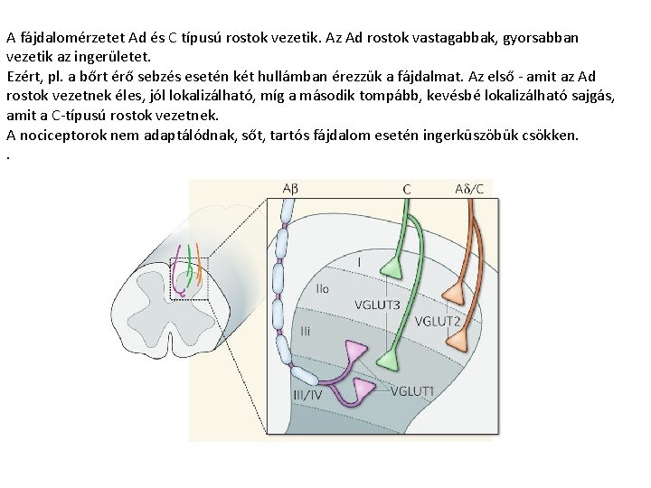 A fájdalomérzetet Ad és C típusú rostok vezetik. Az Ad rostok vastagabbak, gyorsabban vezetik