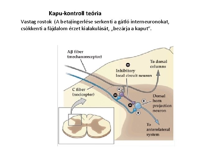 Kapu-kontroll teória Vastag rostok (A beta)ingerlése serkenti a gátló interneuronokat, csökkenti a fájdalom érzet