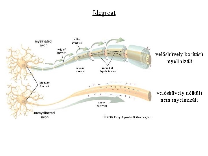 Idegrost velőshüvely borítású myelinizált velőshüvely nélküli nem myelinizált 