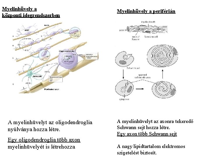 Myelinhüvely a központi idegrendszerben A myelinhüvelyt az oligodendroglia nyúlványa hozza létre. Egy oligodendroglia több