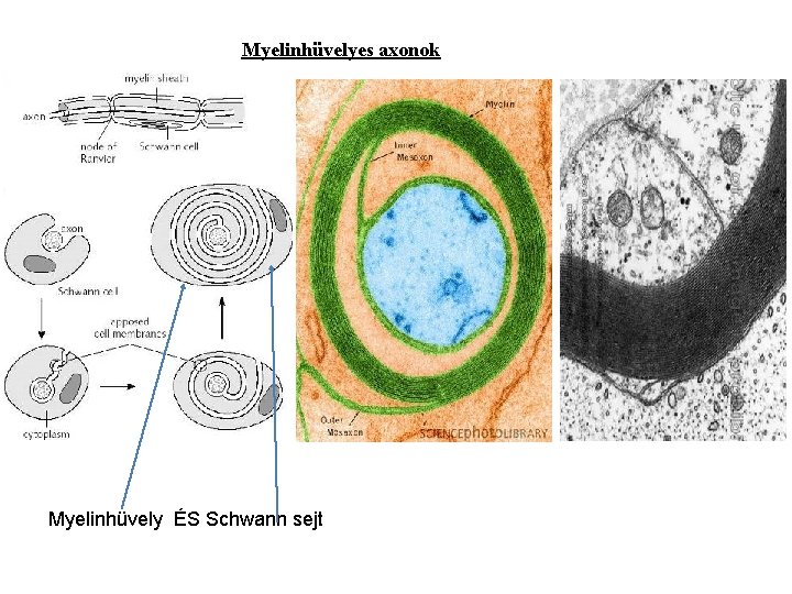 Myelinhüvelyes axonok Myelinhüvely ÉS Schwann sejt 