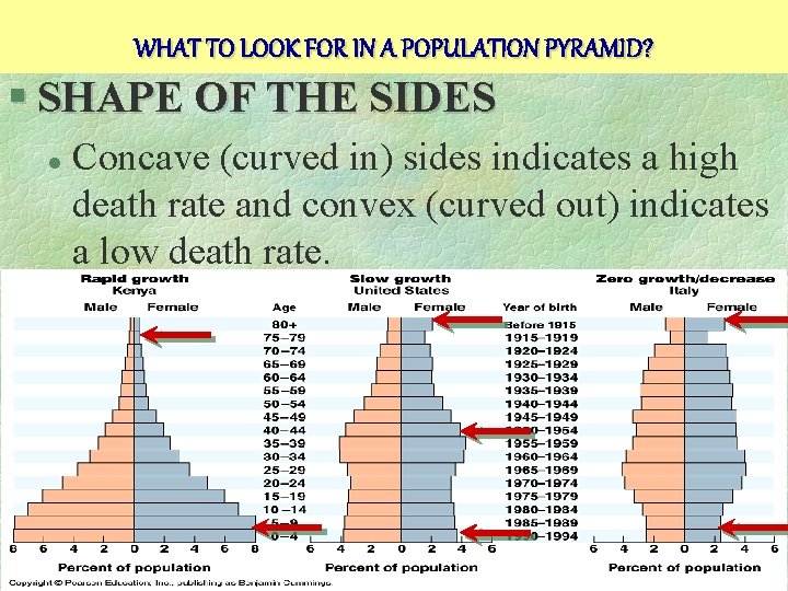WHAT TO LOOK FOR IN A POPULATION PYRAMID? § SHAPE OF THE SIDES l