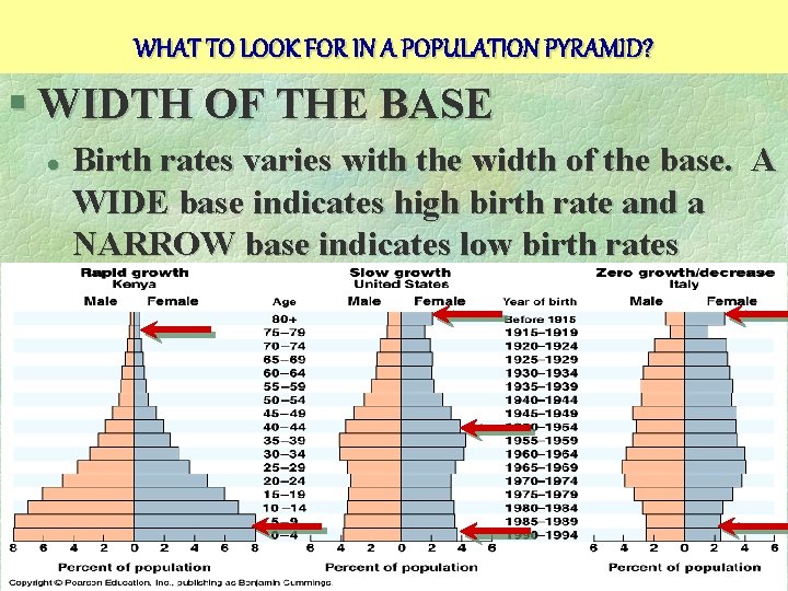 WHAT TO LOOK FOR IN A POPULATION PYRAMID? § WIDTH OF THE BASE l