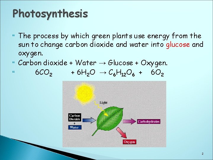 Photosynthesis The process by which green plants use energy from the sun to change