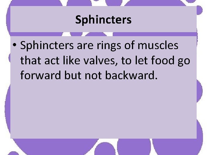 Sphincters • Sphincters are rings of muscles that act like valves, to let food