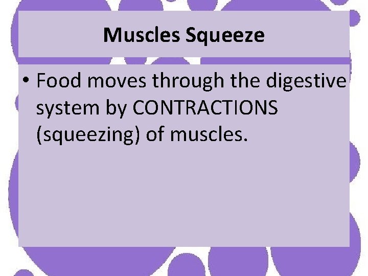 Muscles Squeeze • Food moves through the digestive system by CONTRACTIONS (squeezing) of muscles.