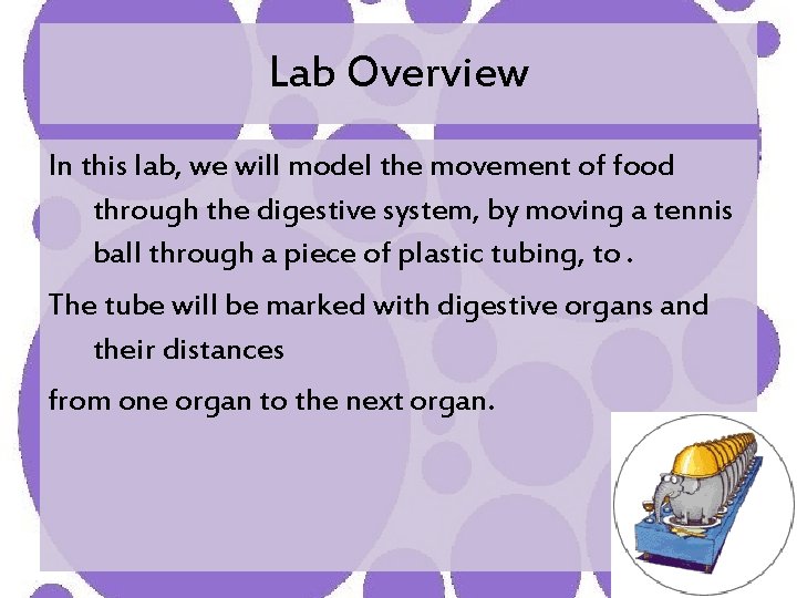 Lab Overview In this lab, we will model the movement of food through the