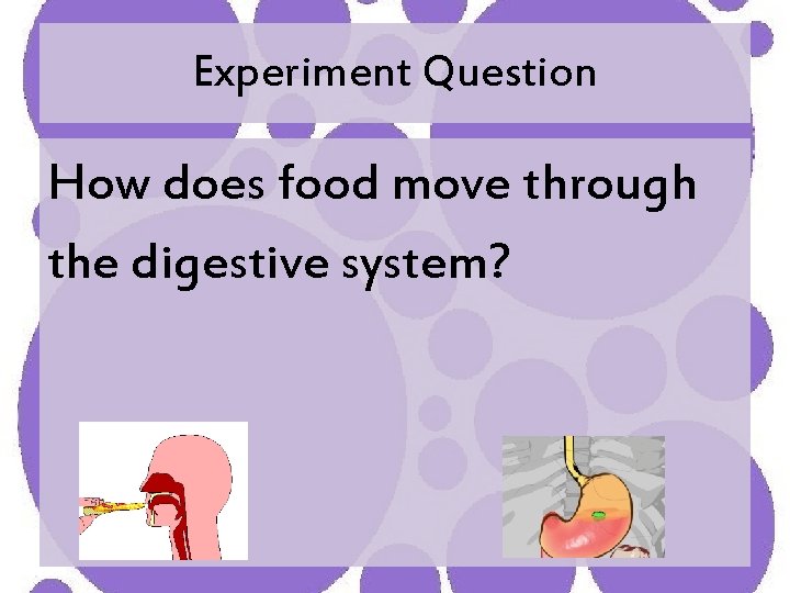 Experiment Question How does food move through the digestive system? 