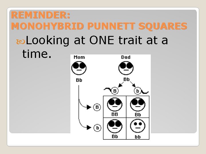 REMINDER: MONOHYBRID PUNNETT SQUARES Looking time. at ONE trait at a 