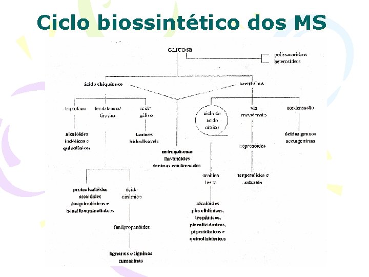 Ciclo biossintético dos MS 