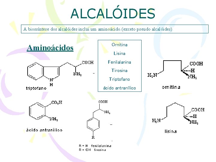 ALCALÓIDES A biossíntese dos alcalóides inclui um aminoácido. (exceto pseudo alcalóides) Aminoácidos Ornitina Lisina