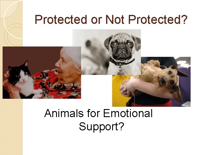 Protected or Not Protected? Animals for Emotional Support? 