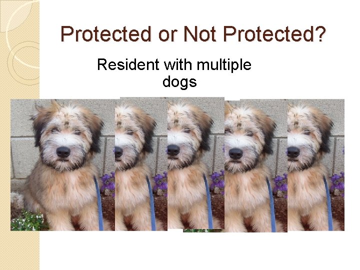 Protected or Not Protected? Resident with multiple dogs 