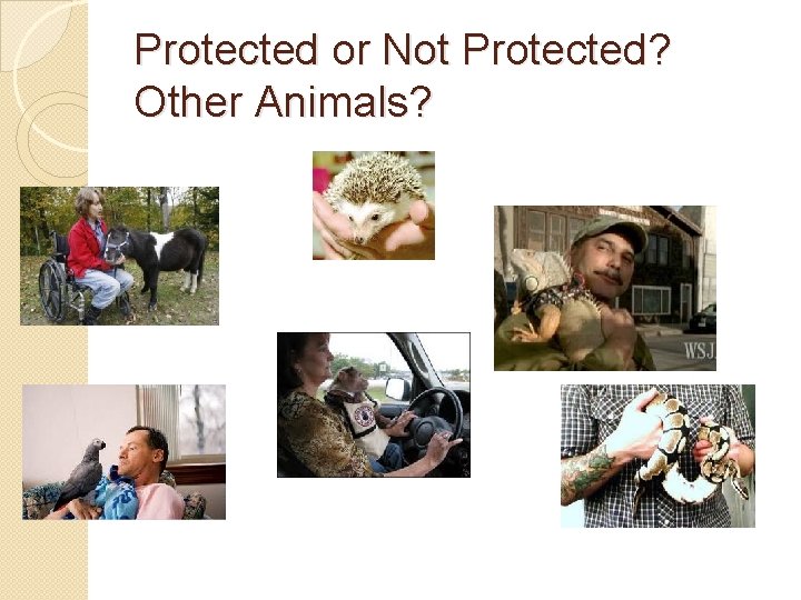 Protected or Not Protected? Other Animals? 