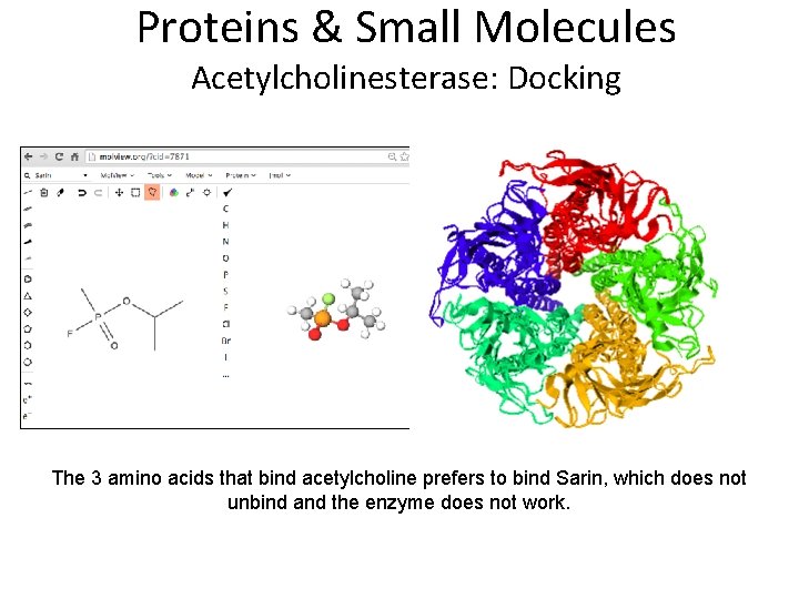 Proteins & Small Molecules Acetylcholinesterase: Docking The 3 amino acids that bind acetylcholine prefers