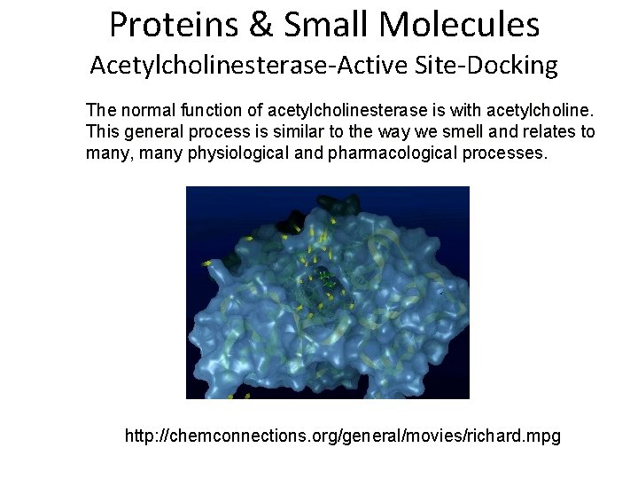 Proteins & Small Molecules Acetylcholinesterase-Active Site-Docking The normal function of acetylcholinesterase is with acetylcholine.
