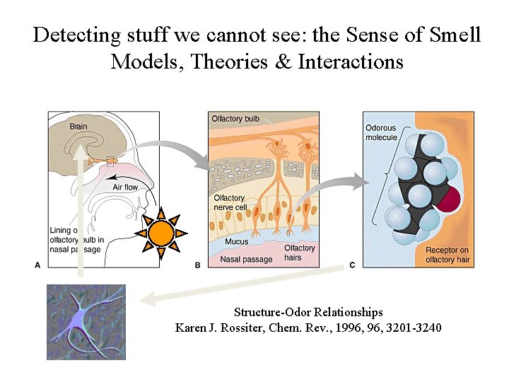 Detecting stuff we cannot see: the Sense of Smell Models, Theories & Interactions Structure-Odor