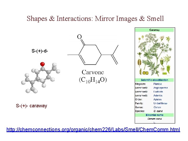 Shapes & Interactions: Mirror Images & Smell S-(+)-d- S-(+)- caraway http: //chemconnections. org/organic/chem 226/Labs/Smell/Chem.