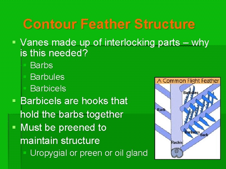 Contour Feather Structure § Vanes made up of interlocking parts – why is this