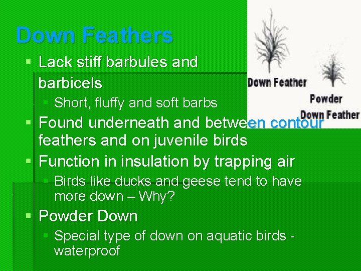 Down Feathers § Lack stiff barbules and barbicels § Short, fluffy and soft barbs Down Feathers § Lack stiff barbules and barbicels § Short, fluffy and soft barbs