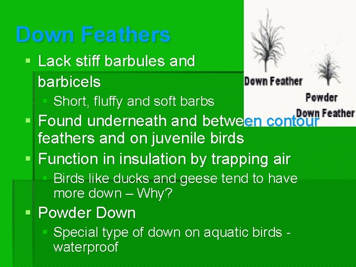 Down Feathers § Lack stiff barbules and barbicels § Short, fluffy and soft barbs