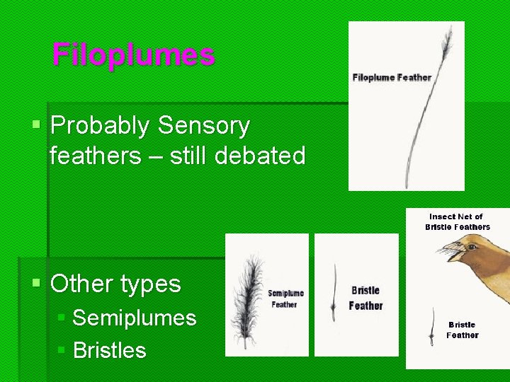 Filoplumes § Probably Sensory feathers – still debated § Other types § Semiplumes § Filoplumes § Probably Sensory feathers – still debated § Other types § Semiplumes §