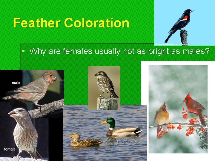 Feather Coloration § Why are females usually not as bright as males?  Feather Coloration § Why are females usually not as bright as males?