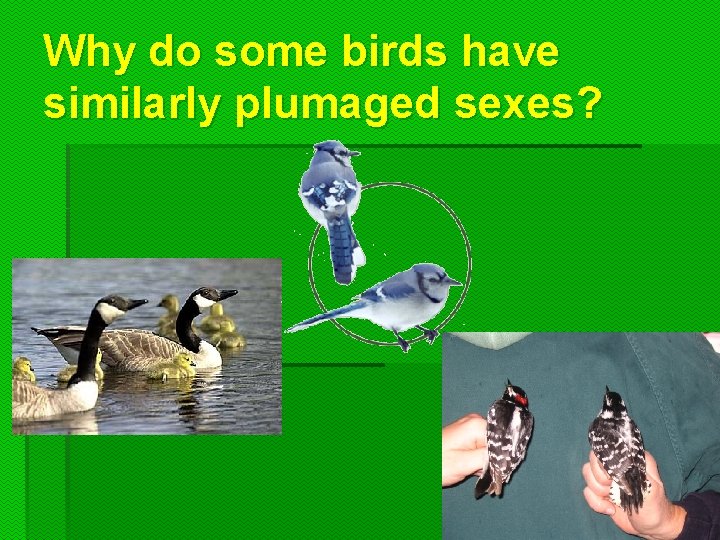 Why do some birds have similarly plumaged sexes?  Why do some birds have similarly plumaged sexes?