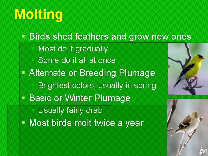 Molting § Birds shed feathers and grow new ones § Most do it gradually Molting § Birds shed feathers and grow new ones § Most do it gradually