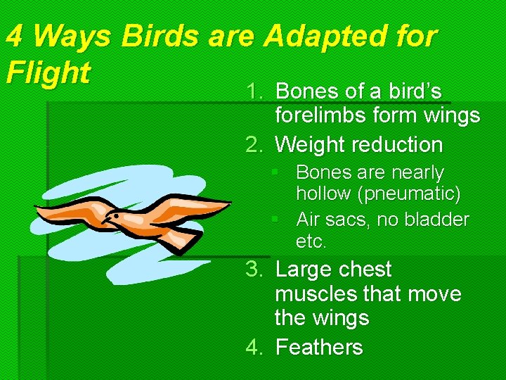 4 Ways Birds are Adapted for Flight 1. Bones of a bird’s forelimbs form 4 Ways Birds are Adapted for Flight 1. Bones of a bird’s forelimbs form