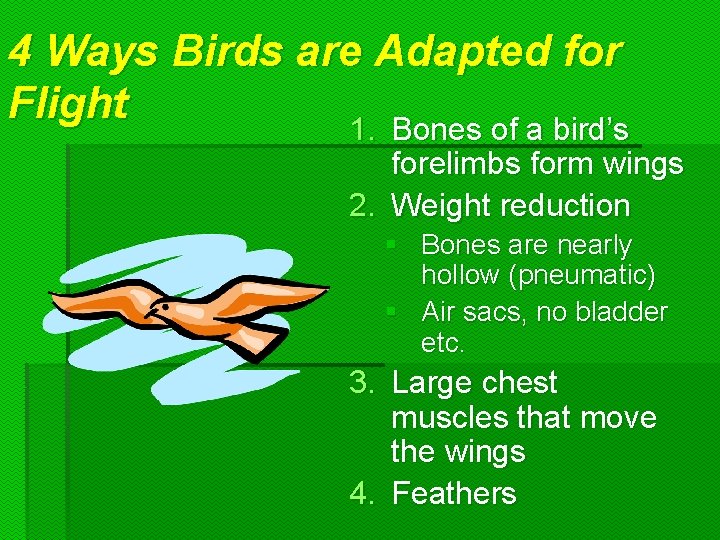 4 Ways Birds are Adapted for Flight 1. Bones of a bird’s forelimbs form