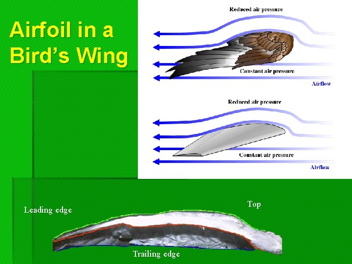 Airfoil in a Bird’s Wing Top Leading edge Trailing edge  Airfoil in a Bird’s Wing Top Leading edge Trailing edge