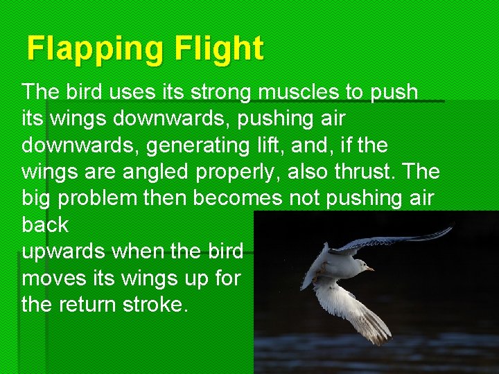 Flapping Flight The bird uses its strong muscles to push its wings downwards, pushing