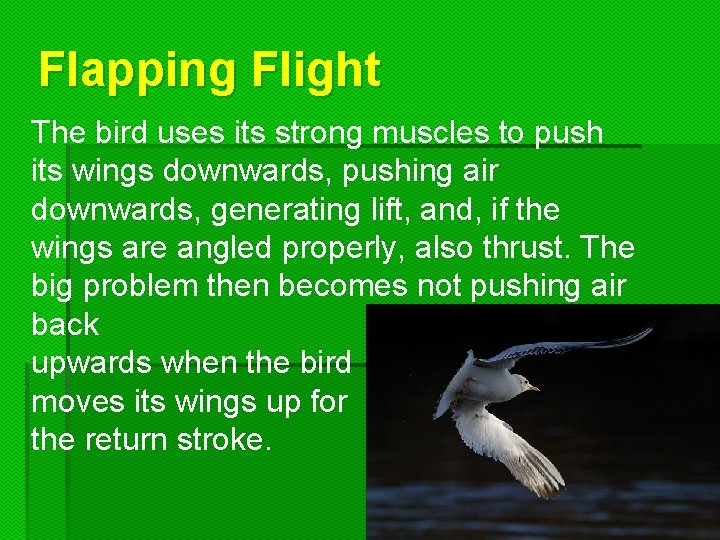 Flapping Flight The bird uses its strong muscles to push its wings downwards, pushing Flapping Flight The bird uses its strong muscles to push its wings downwards, pushing