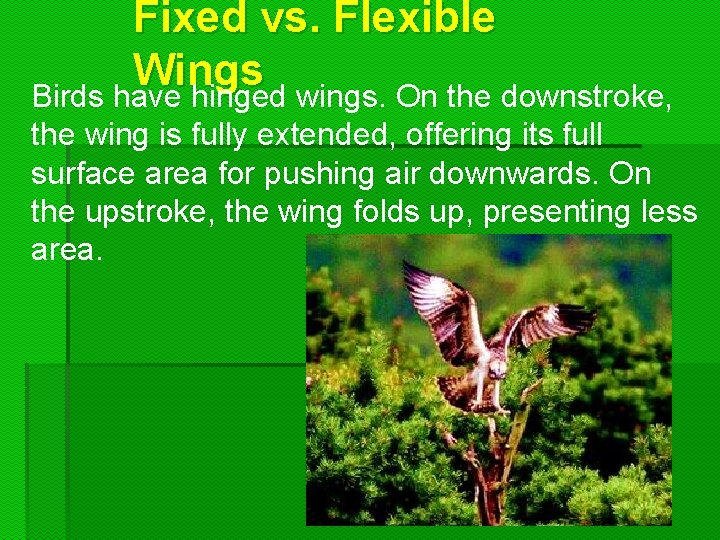 Fixed vs. Flexible Wings Birds have hinged wings. On the downstroke, the wing is Fixed vs. Flexible Wings Birds have hinged wings. On the downstroke, the wing is