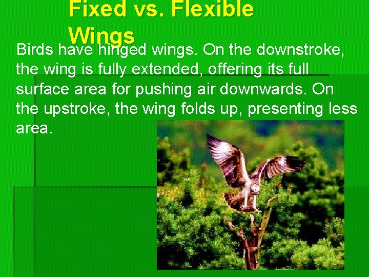 Fixed vs. Flexible Wings Birds have hinged wings. On the downstroke, the wing is